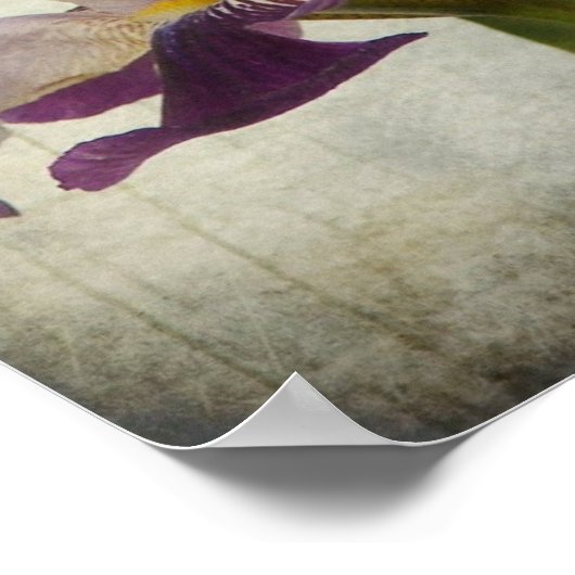 Lila Iris Poster (Ecke)