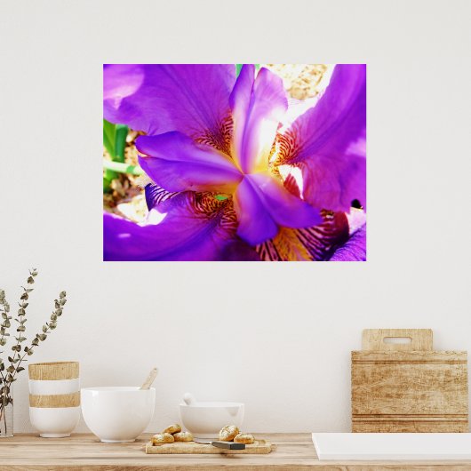Lila Iris Poster (Küche)