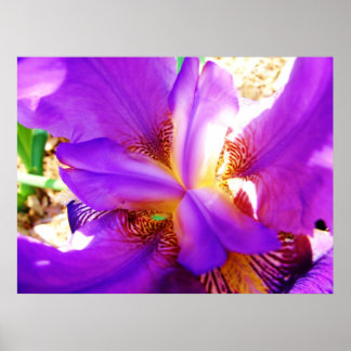 Lila Iris Poster