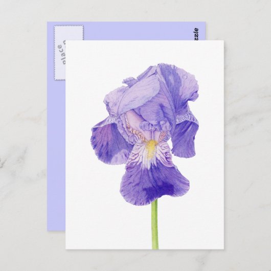 Lila Iris Postkarte (Vorne/Hinten)