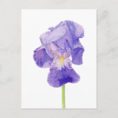 Lila Iris Postkarte (Vorderseite)