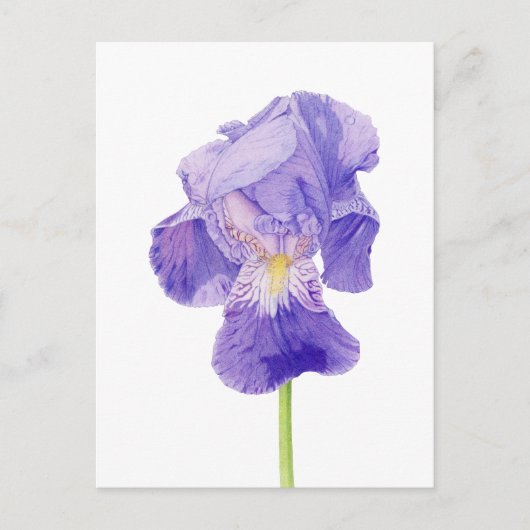 Lila Iris Postkarte (Vorderseite)
