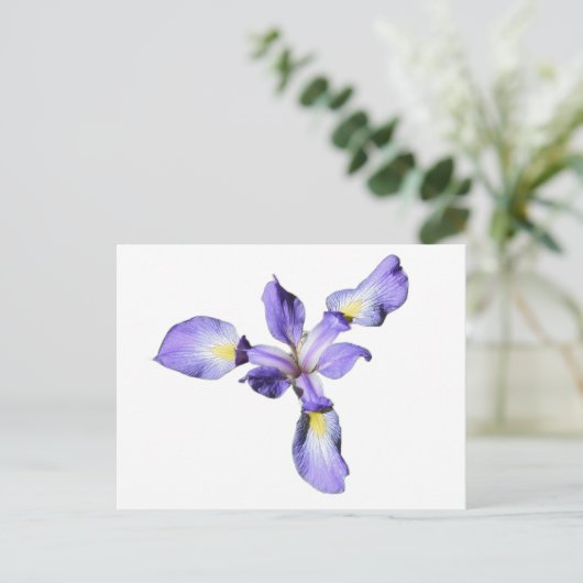 Lila Iris Postkarte (Stehend Vorderseite)