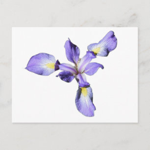 Lila Iris Postkarte