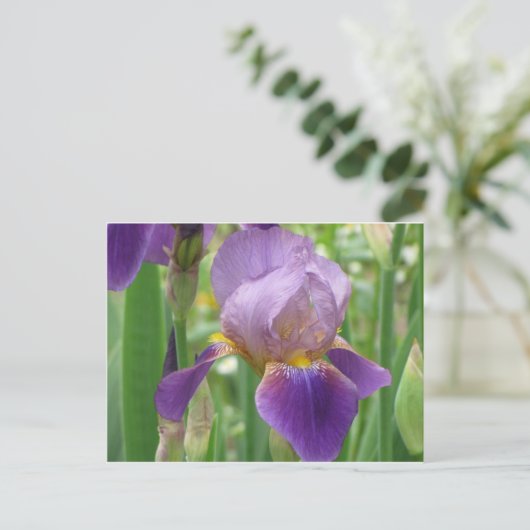 Lila Iris Postkarte (Stehend Vorderseite)