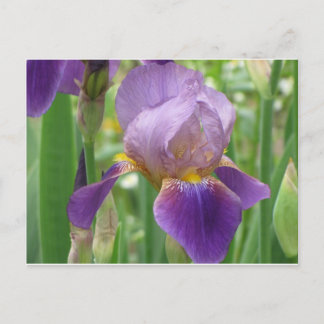 Lila Iris Postkarte