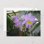 Lila Iris Postkarte (Vorne/Hinten)