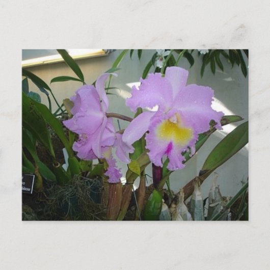 Lila Iris Postkarte (Vorderseite)