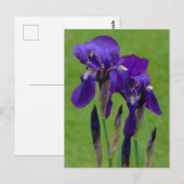Lila Iris Postkarte (Vorne/Hinten)