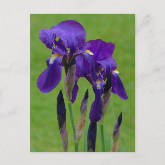 Lila Iris Postkarte (Vorderseite)