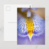 Lila Iris Postkarte (Vorne/Hinten)
