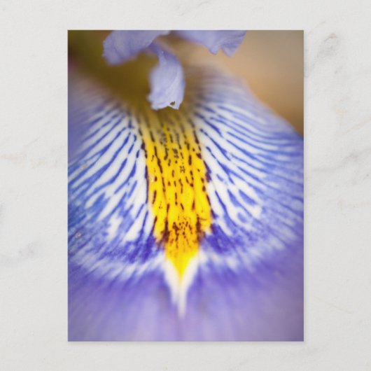 Lila Iris Postkarte (Vorderseite)