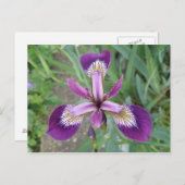 Lila Iris Postkarte (Vorne/Hinten)