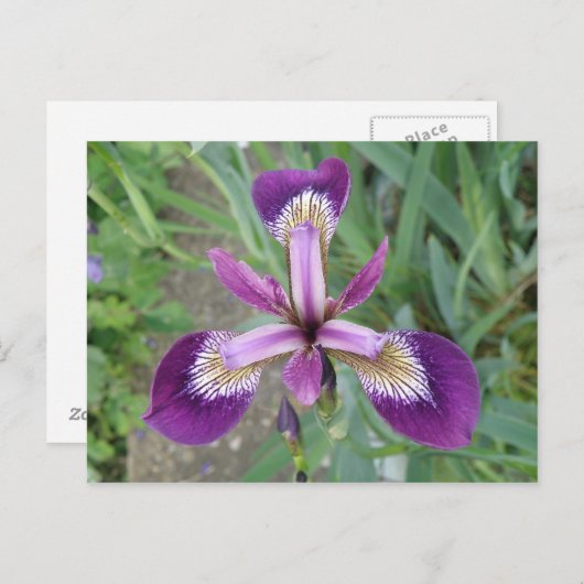Lila Iris Postkarte (Vorne/Hinten)