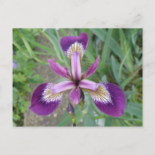 Lila Iris Postkarte