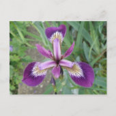 Lila Iris Postkarte (Vorderseite)