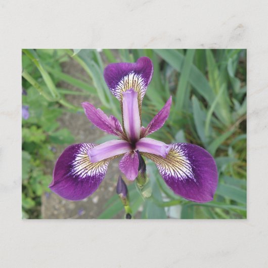 Lila Iris Postkarte (Vorderseite)
