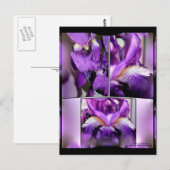 Lila Iris Postkarte (Vorne/Hinten)