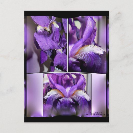 Lila Iris Postkarte (Vorderseite)