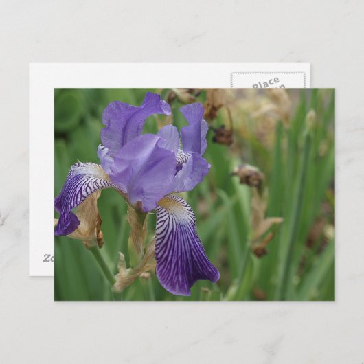 Lila Iris Postkarte (Vorne/Hinten)