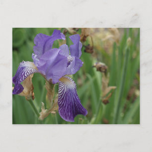 Lila Iris Postkarte