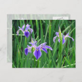 Lila Iris Postkarte (Vorne/Hinten)