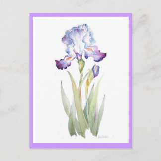 Lila Iris Postkarte