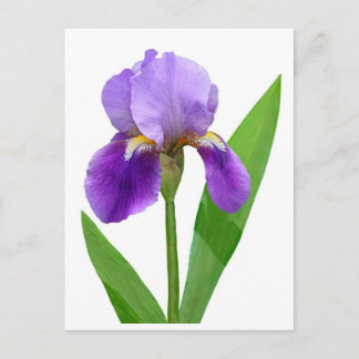 Lila Iris-Postkarte Postkarte