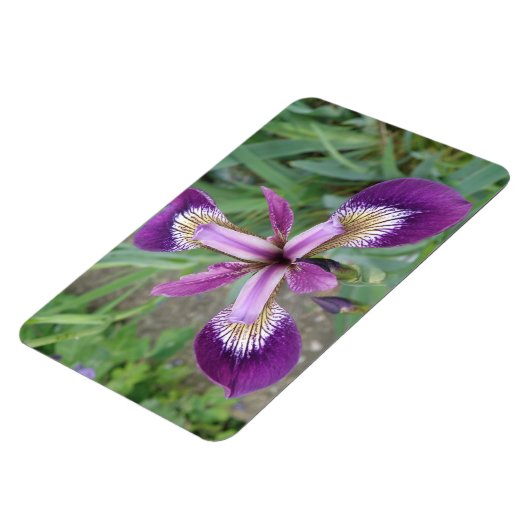 Lila Iris Premium Magnet (Linke Seite)