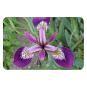 Lila Iris Premium Magnet (Horizontal)