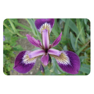 Lila Iris Premium Magnet
