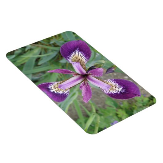 Lila Iris Premium Magnet (Rechte Seite)