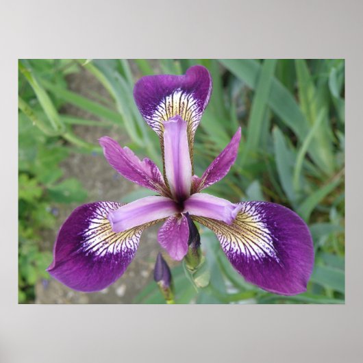 Lila Iris Print Poster (Vorne)