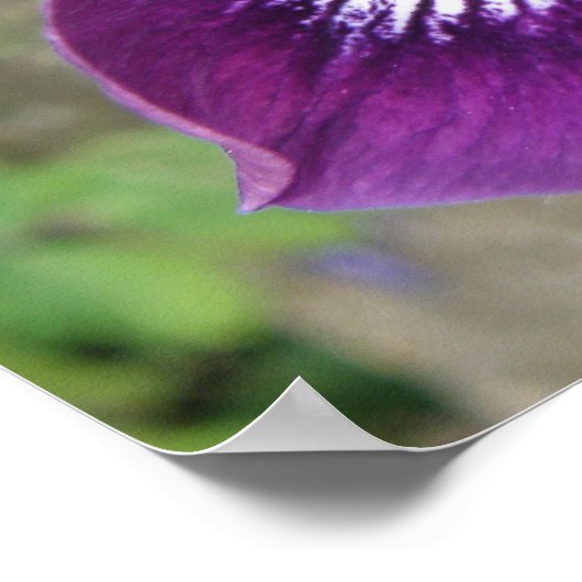 Lila Iris Print Poster (Ecke)