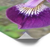 Lila Iris Print Poster (Ecke)