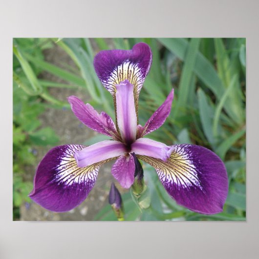 Lila Iris Print Poster (Vorne)