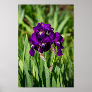Lila Iris Print Poster