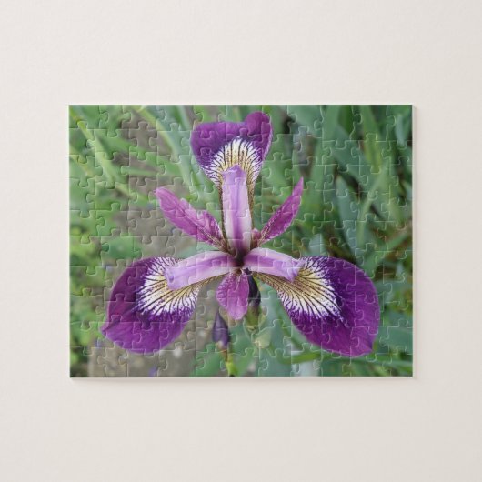 Lila Iris Puzzle (Horizontal)