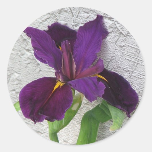 Lila Iris Runder Aufkleber (Vorderseite)