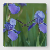 Lila Iris Square Uhr (Vorderseite)