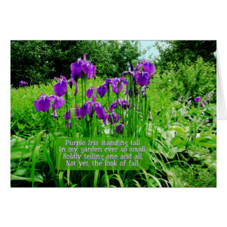 Lila Iris Stehend Tall