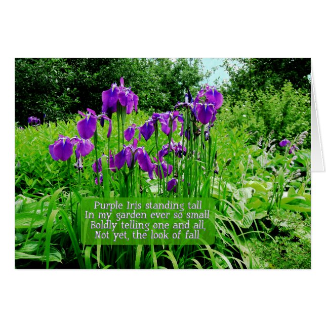 Lila Iris Stehend Tall (Vorderseite (Horizontal))