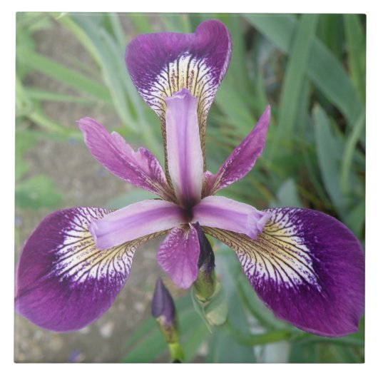 Lila Iris Tile Fliese (Vorderseite)
