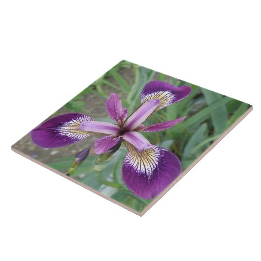 Lila Iris Tile Fliese (Seite)