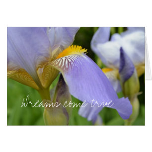 Lila Iris-Träume werden wahr