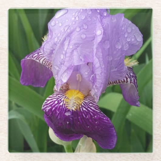 Lila Iris-Untersetzer Glasuntersetzer (Vorderseite)