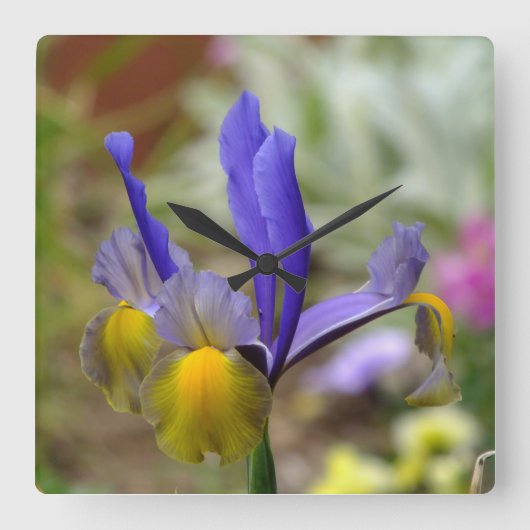 Lila Iris-Wall-Uhr Quadratische Wanduhr (Vorderseite)