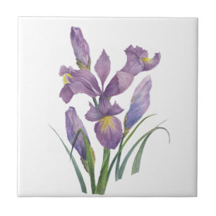 Lila Iris Wasserfarben Botanische Blumenkunst Fliese