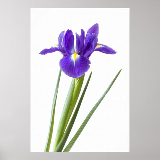 Lila Irisblende auf weißem Poster (Vorne)