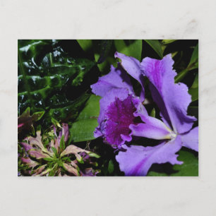 Lila Irisblende im Botanischen Garten Postkarte